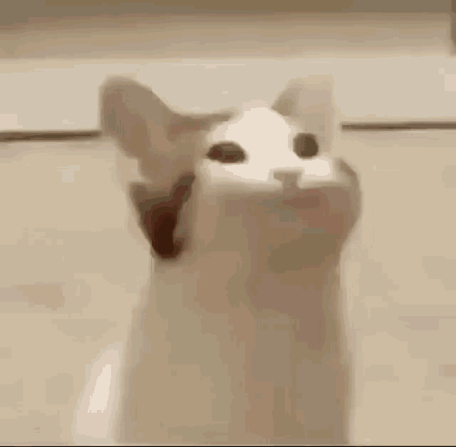 Pop cat gif